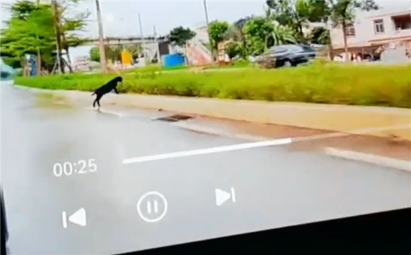 躲大象后又救羊阿维塔车主雨天开启智驾：华为NCA轻松绕行