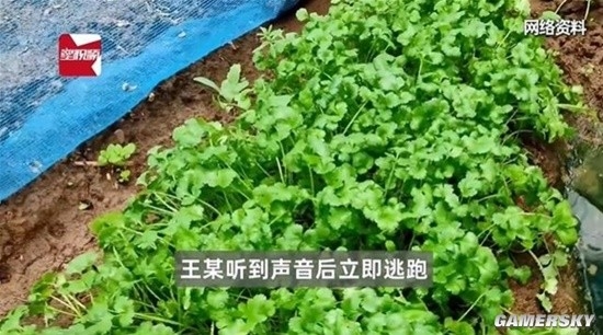 老太偷菜逃跑摔伤向菜主索赔8万引热议法院驳回诉求被网友点赞