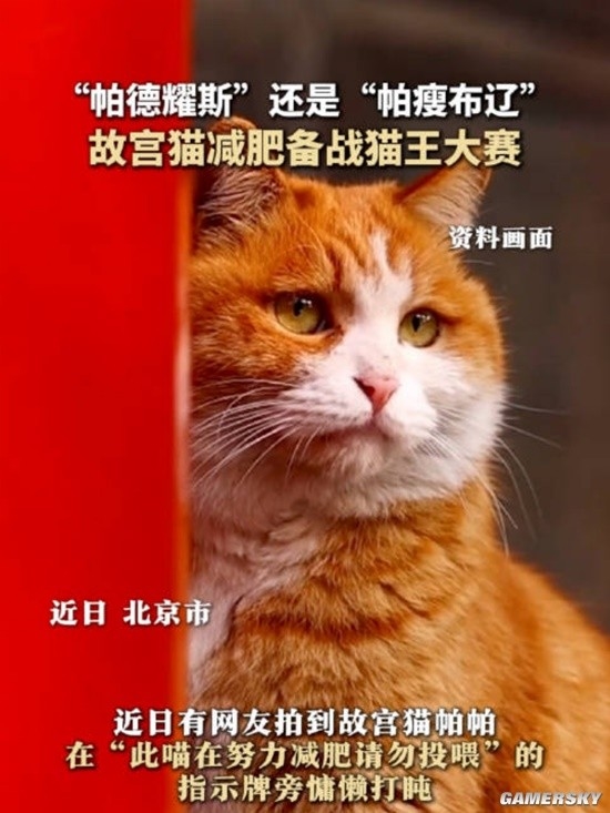 御猫也得做身材管理：故宫猫减肥备战猫王大赛