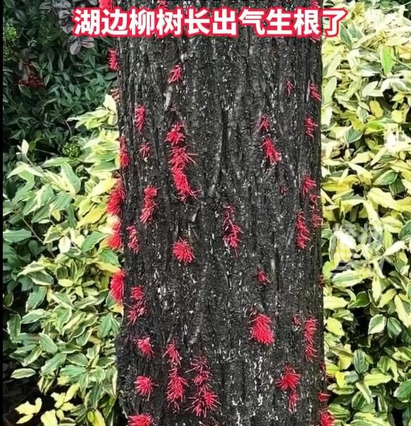 南方潮湿到树都长出气生根了：网友大开眼界