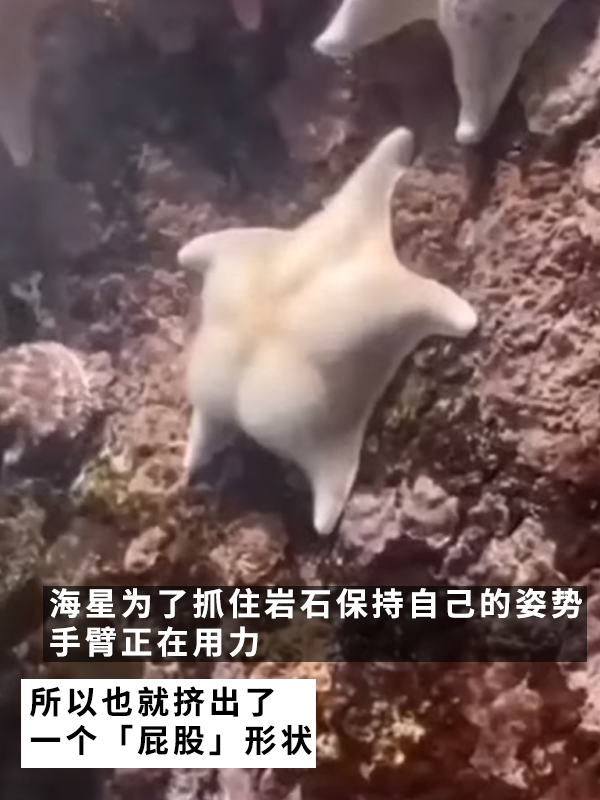 网友偶遇翘臀海星！派大星是你吗？