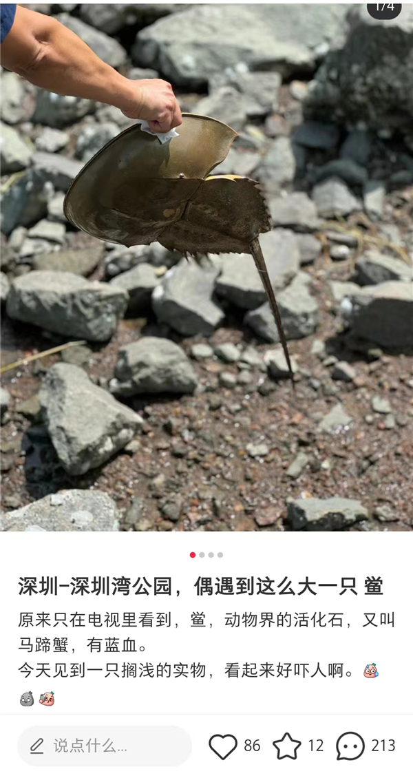 深圳湾出现地球唯一蓝血生物：每个人都应对它说声谢谢(深圳市蓝血人科技有限公司)