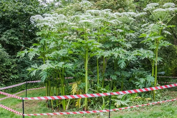 英国引入观赏没成想是超级毒草：碰一下起大泡一滴就眼瞎(英国的毒株)