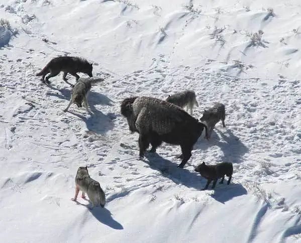 为什么狼群不敢攻击有牧羊犬的羊群？难道打不过一条狗？