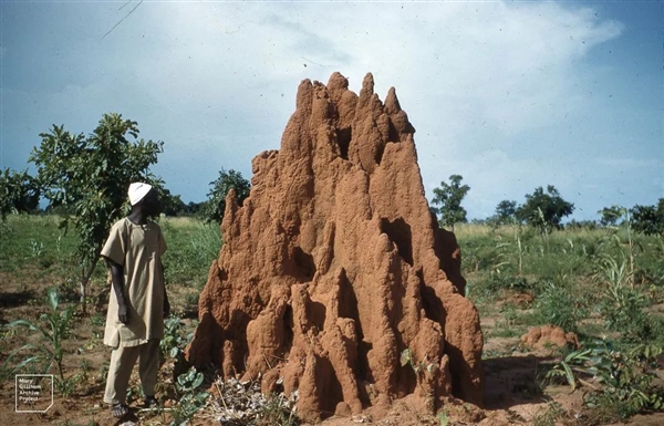 最宏大的生物工程！白蚁用3800年打造了2亿个3米高土丘