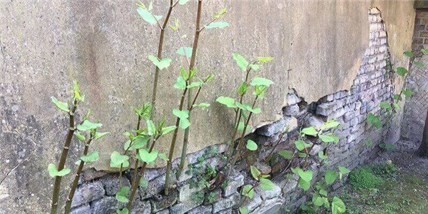 一种日本植物入侵美国本土后当地房价暴跌在中国却是一道美味