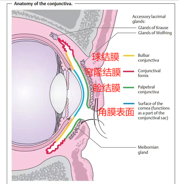 灰尘、睫毛……进到眼睛里的异物最后都去哪儿了啊