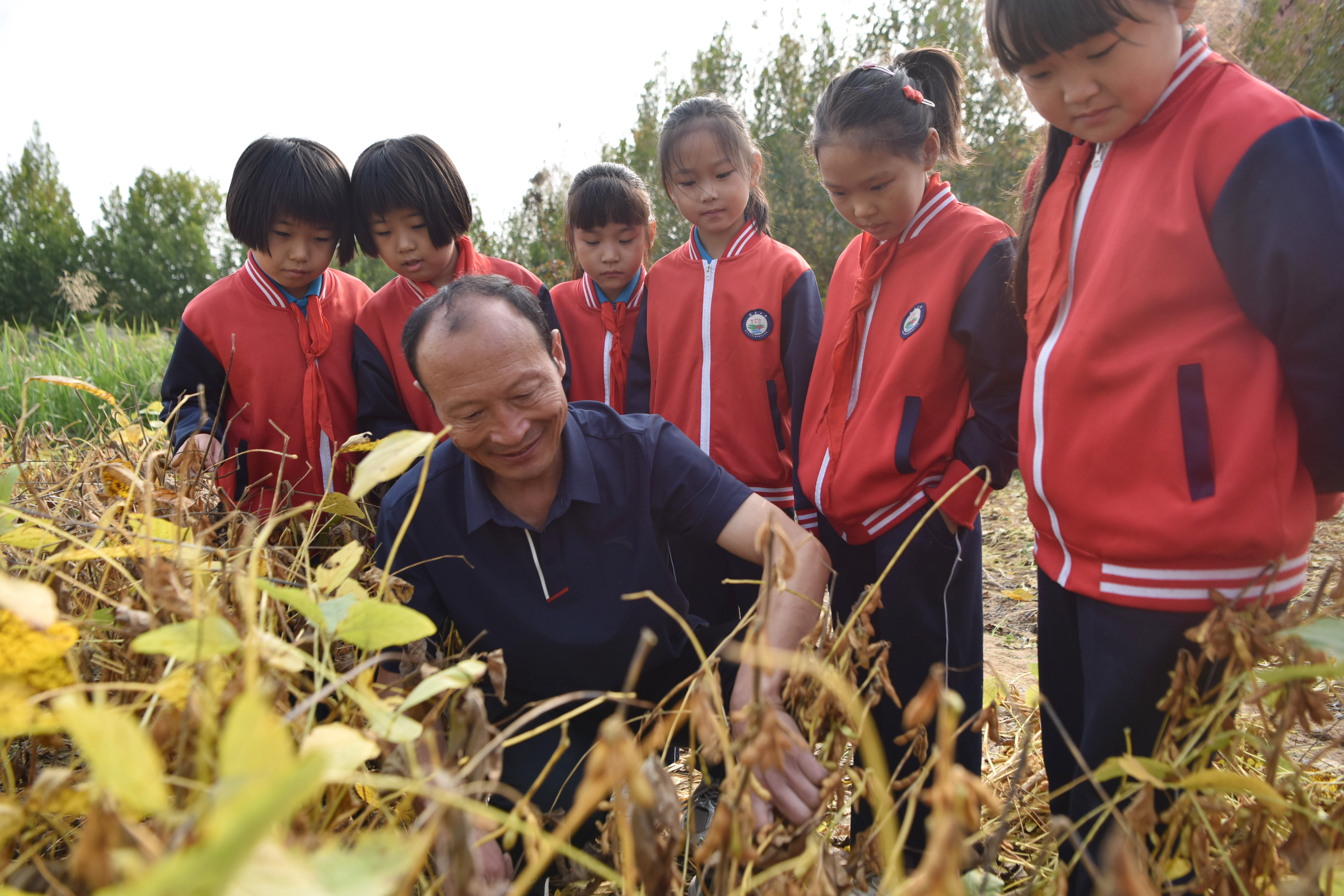 小学生学收割，农家孩子学习辨识作物和庄稼收割