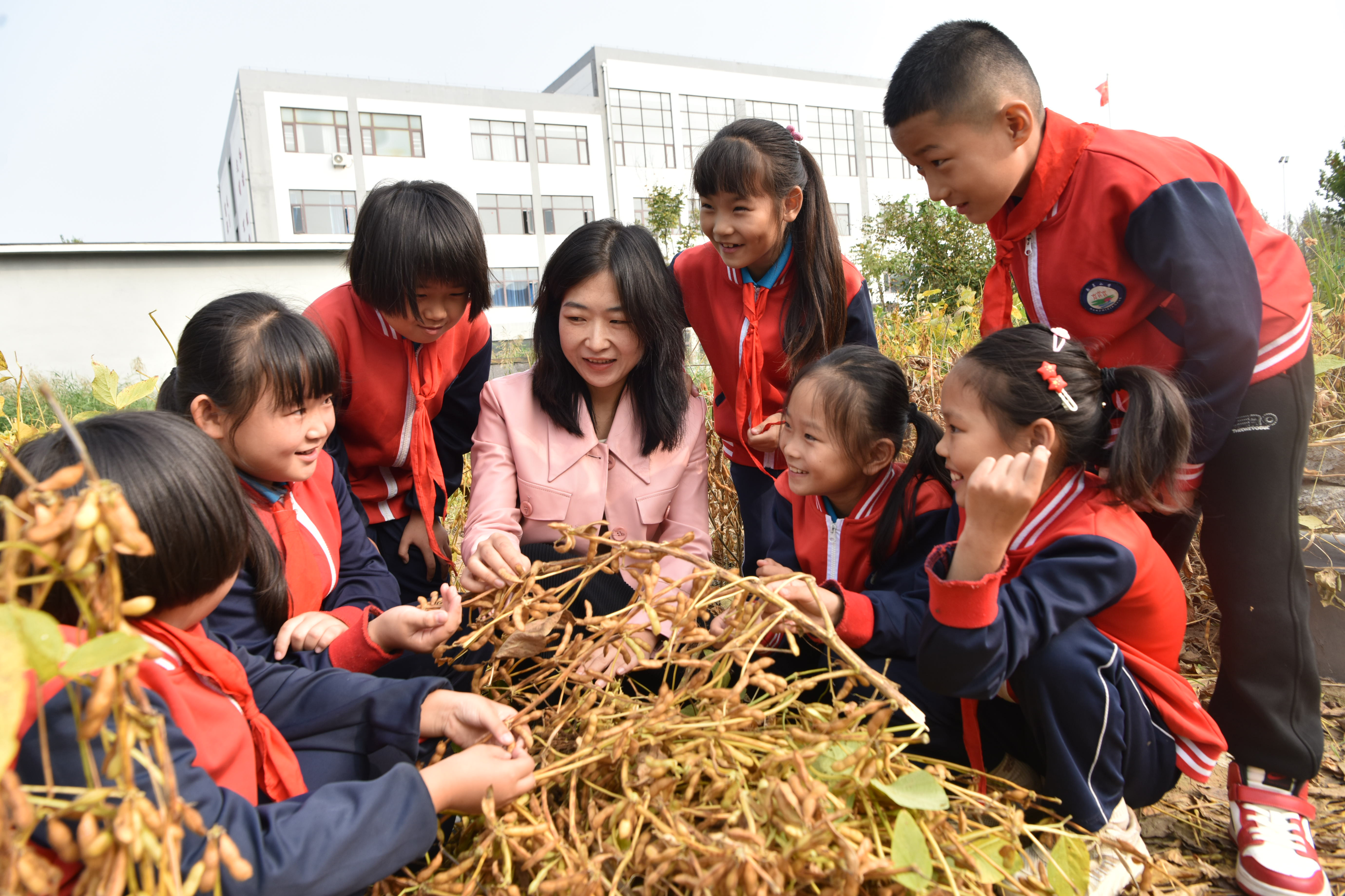 小学生学收割，农家孩子学习辨识作物和庄稼收割