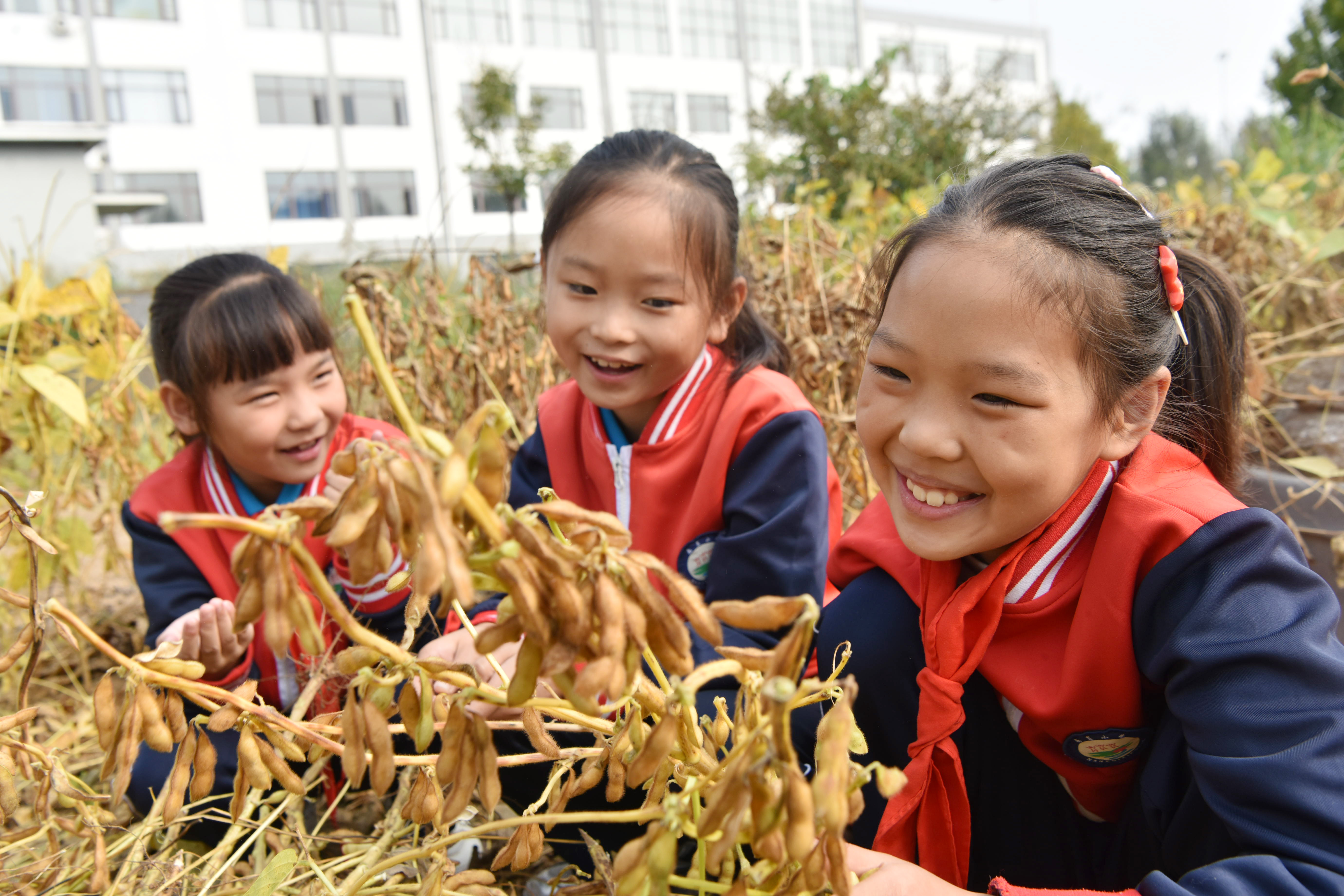 小学生学收割，农家孩子学习辨识作物和庄稼收割